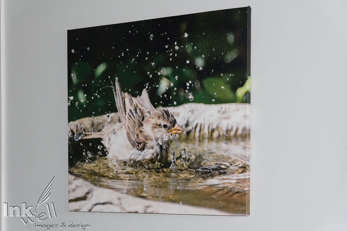 Canvas Print, Bird Bath