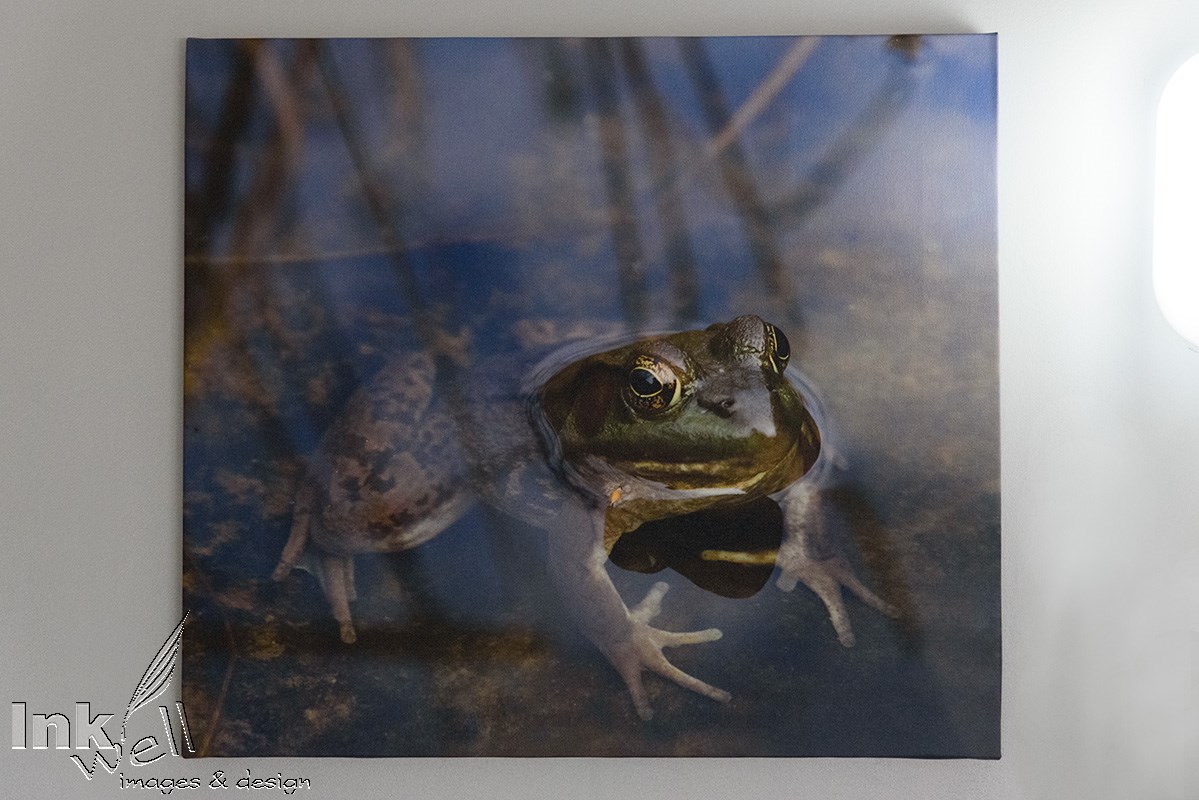 Canvas Print, Frog