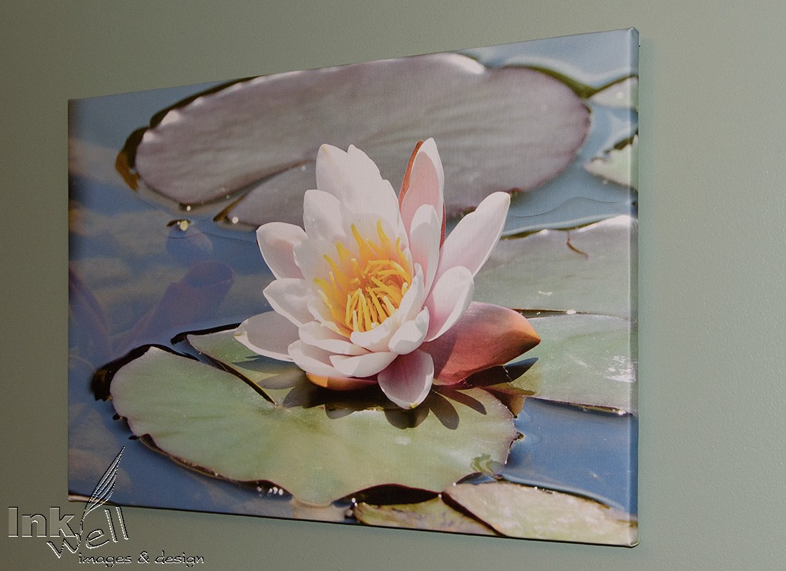 Water Lilly, Canvas Print